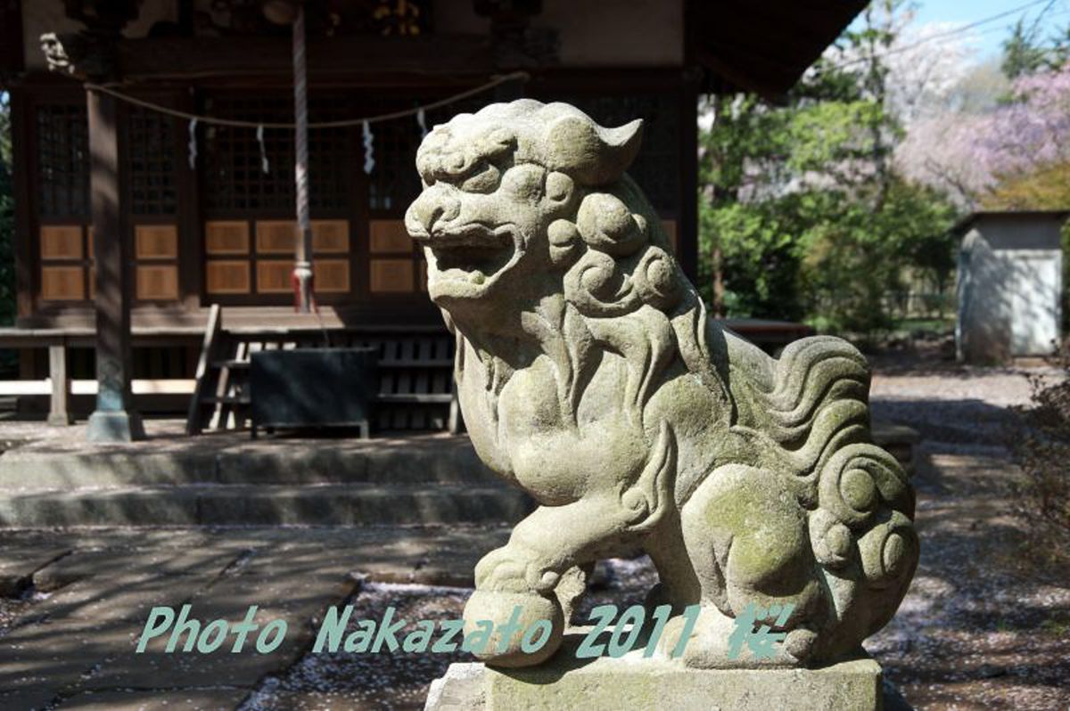 神明社の桜